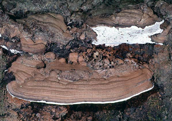 Ganoderma applanatum